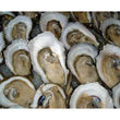 Oysters - Gigas (12)